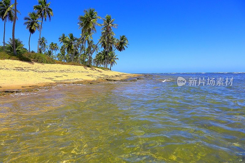 热带天堂:田园诗般的Praia do Forte海滩日出，巴伊亚，巴西